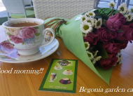 Begonia garden cafe